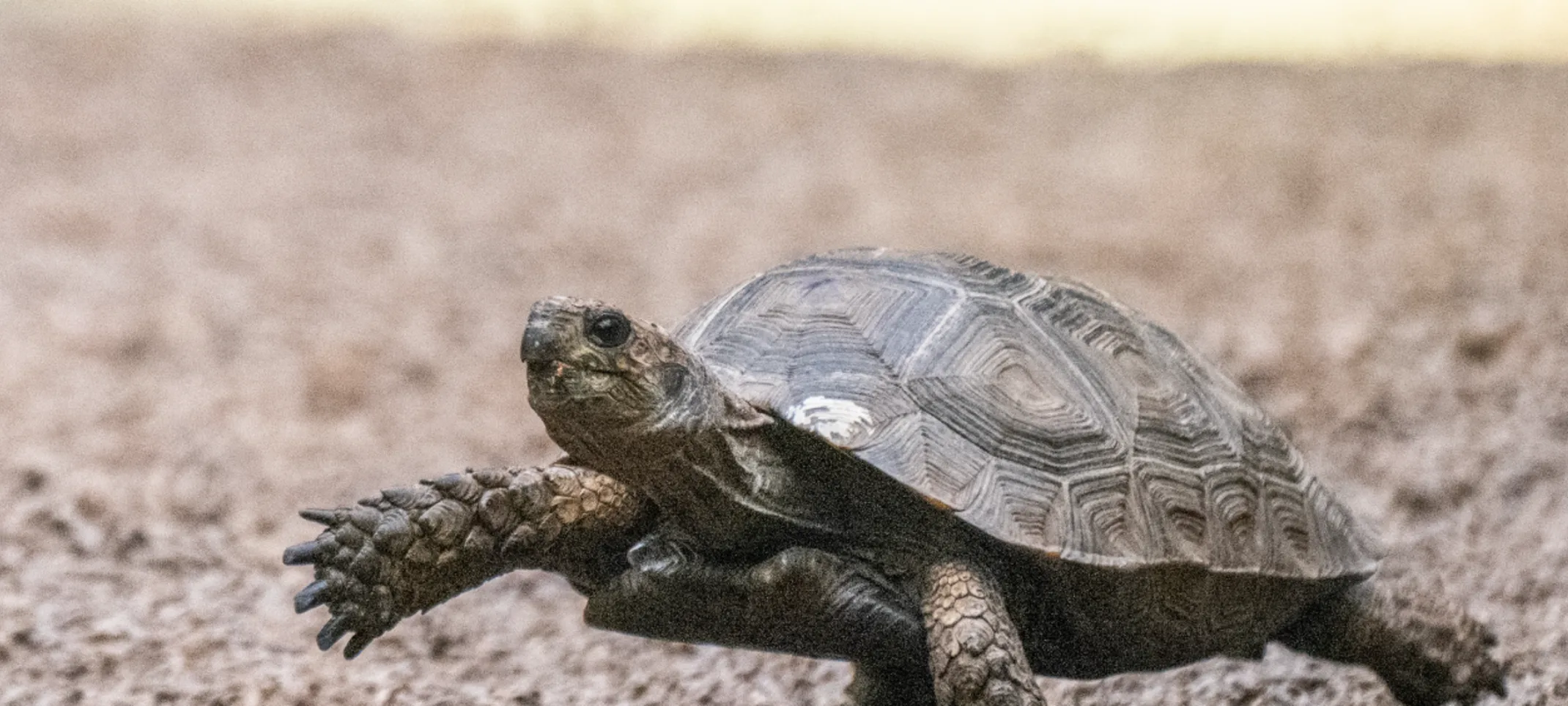 Turtle walking around outside